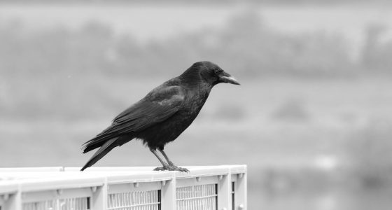 Vatandaşlık Maaşı: Temel Gelir mi, Ütopya mı?